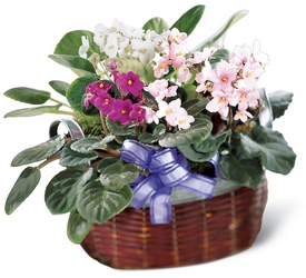 African Violets -A local Pittsburgh florist for flowers in Pittsburgh. PA